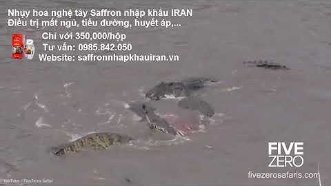 Video Đau lòng cảnh ngựa vằn con bị đàn cá sấu hung tợn xé xác ngay trên sông