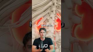 Kreatin schädigt deine Nieren?! Stimmt das wirklich? Das klären wir heute auf🔍 #kreatin #creatine