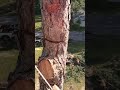 Topping a pine tree #pinetree #Stihl #flipline #201tc #outclimbing