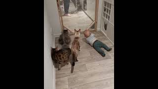 4 Katzen und 1 Baby beim spielen