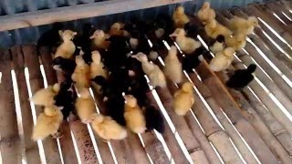 Duck farming in Bangladesh (হাঁস পালন)