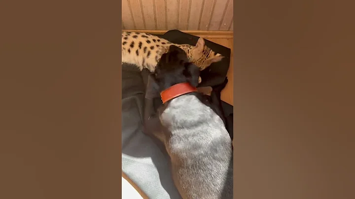 Watch the video about #cat #kitten #savannah #leopard #animals #bengals #like #cute #trend #catlover