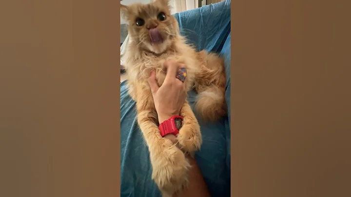 Video 5217771: mainecoon cats catlover, catlover catfight