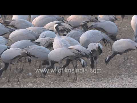 Demoiselle cranes gather along the sandy banks of Khichan