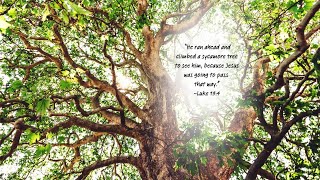 Choosing Mercy: Faith, Justice, and Social Holiness
