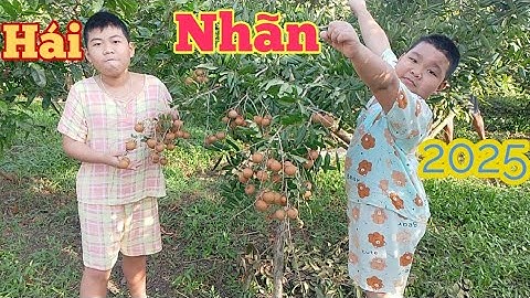 Hái nhãn xuồng ở vườn nhà trồng cùng hai anh em nhà mình.