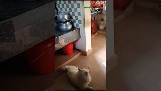 അല്ലുക്കുട്ടനും അമ്മയും അടുക്കള ഡ്യൂട്ടിയിലാണ് ❤️ #trending #shortsfeed #doggielife #petlover