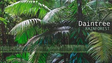 Daintree Rainforest Sounds - A natural soundscape from the Daintree Rainforest in Australia