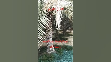 القران الكريم بصوت الشيخ عبدالباسط عبدالصمد رحمه الله عليه