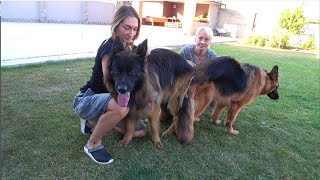 Luxurious pair of long-haired German Shepherds Mr Alpha vom Fanino and Vesta Puppies in October 2023