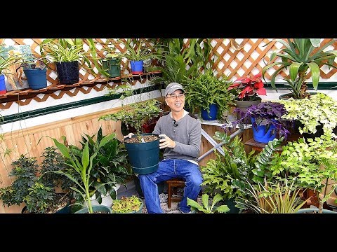 Growing Sweet Corn, Greens and Serbian Peppers Indoors!