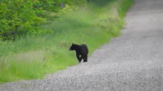 Black Bear Search for Summer Food