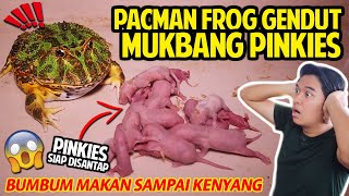 KODOK PACMAN MUKBANG PINKIES TIKUS SAMPAI KEKENYANGAN! PACMAN FROG VS PINKIES!