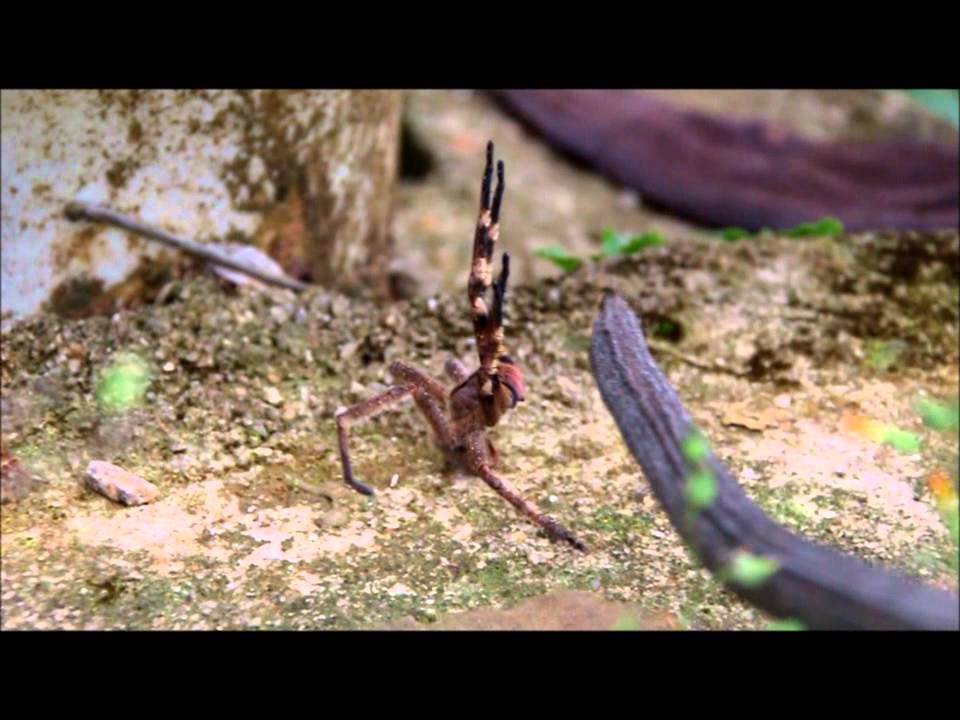 Attack/Defense of brazilian wandering spider - the world's most