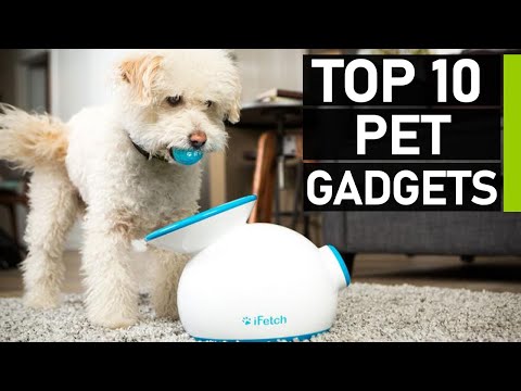 Video: Top 13 Hard-Core Essentials voor Rocker Dogs