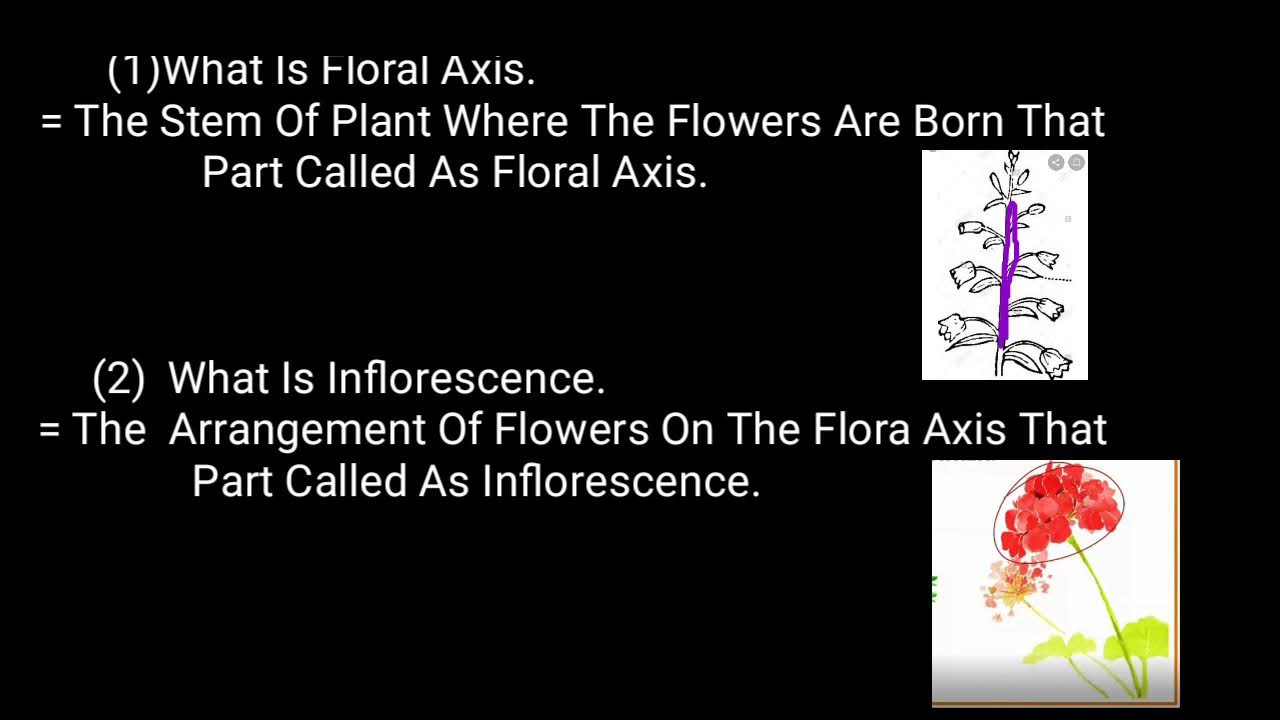 What is Floral Axis And What Are the inflorescence.. all about basic