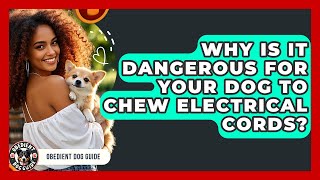 Why Is It Dangerous For Your Dog To Chew Electrical Cords - Obedient Dog Guide