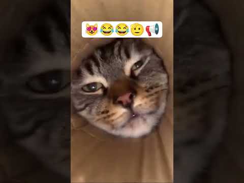 فخ بني قطوس اکسبلور السعودية   مضحك