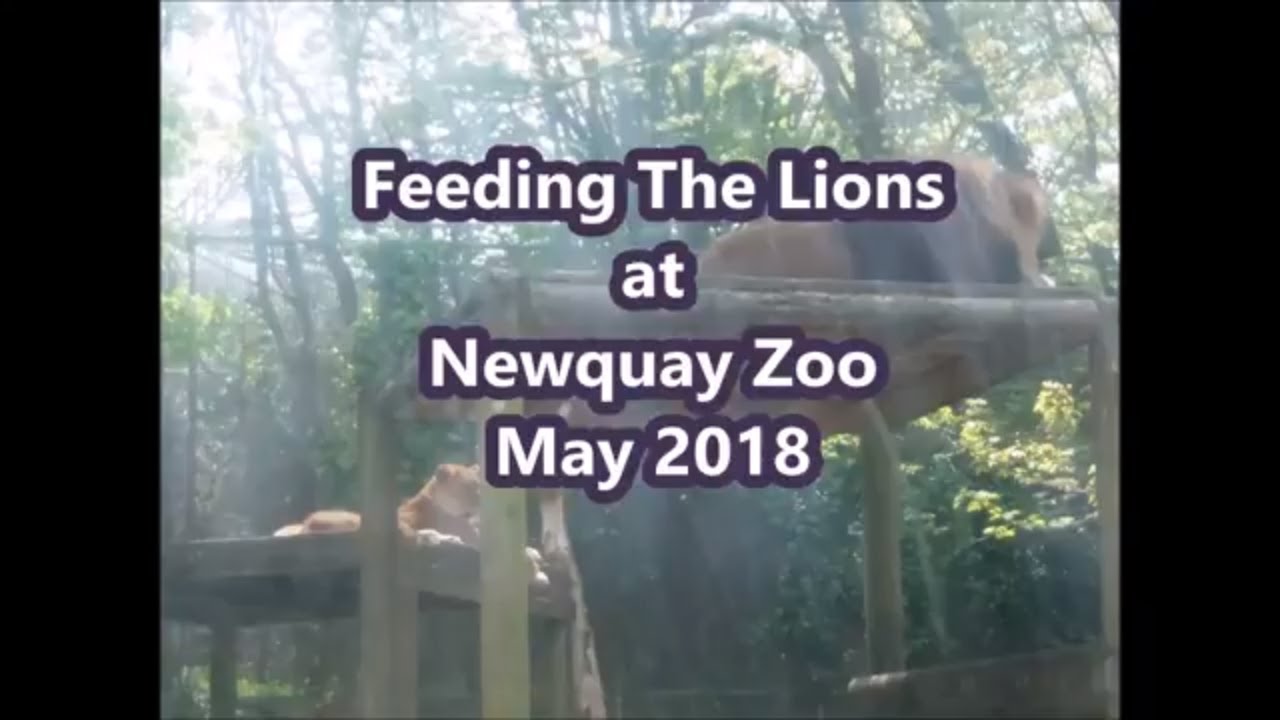Feeding The Lions At Newquay Zoo Newquay Cornwall Zookeeper Gives