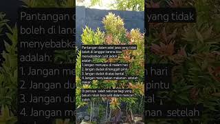 Pantangan Dalam Adat Jawa Yang Tidak Boleh Di Lakukan primbonjawa budayajawa pantangan jodoh
