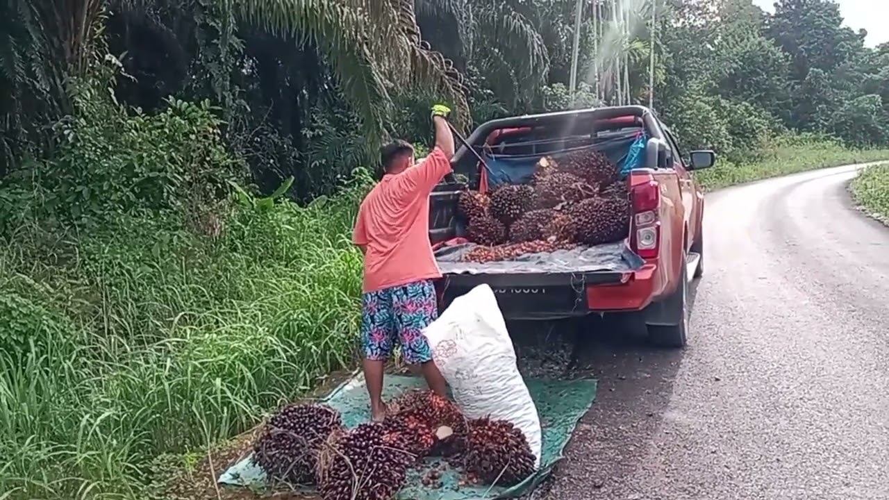 Aktiviti Hari Ini, Jual Sawit Di Rem MJM Tegageng.