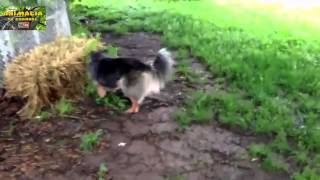 Animalia Tv Channel Hd Funny Video Dog Duck 1 Must See Cute Animal