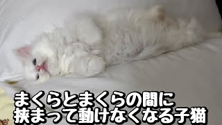 まくらとまくらの間に挟まって動けなくなる子猫 by おチビキンモコちゃんねる 487 views 3 months ago 3 minutes, 13 seconds