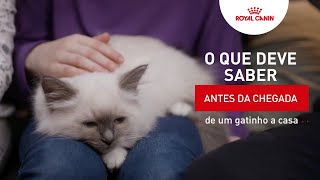 A chegada de um novo gatinho a casa