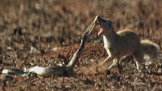 Cobra vs. Mongoose:  Epic Showdown & Unexpected Twist! by ANIMALBIOLOGIE 1,531 views 10 months ago 1 minute, 46 seconds