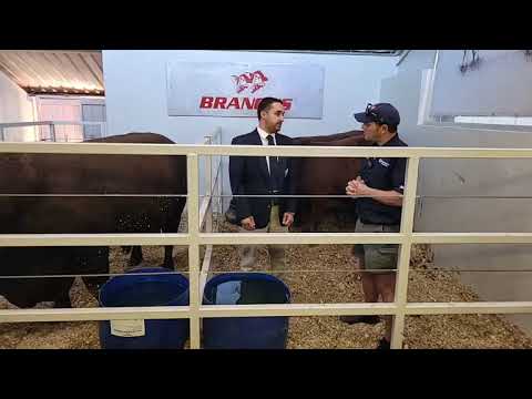 Nampo 2023 - Brangus SA Cattle Breeders Society