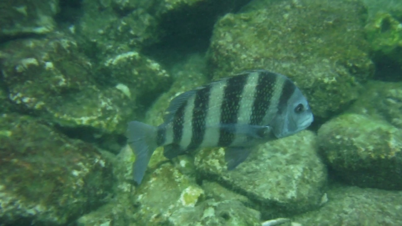 Sheepshead