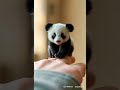 Do you know what cute animal this is? #animal #minianimal #cuteanimals #panda