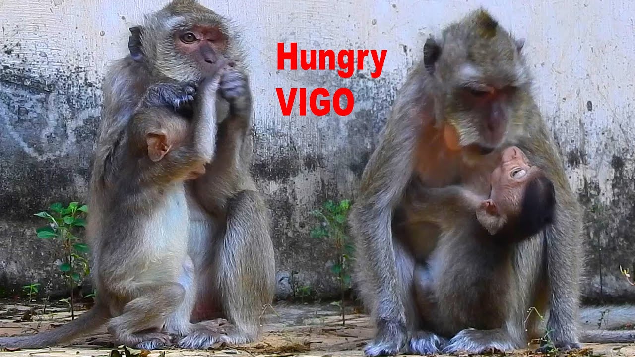 Poor pitiful blind baby VIGO really hungry that VIGO really need milk & nursing as mom only her food