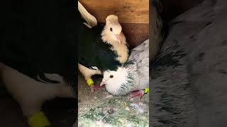 kabutar 😍 sabse saste kabutar #pigeon #kabutar #kabootar #shortvideo #shorts #short
