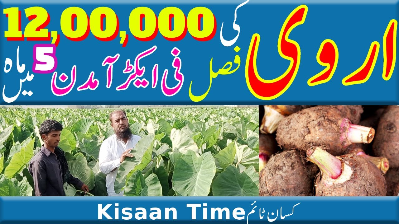 Arvi ki kasht in pakistan Arbi ki kasht in pakistan Arbi ki kasht اروی کی کاشت Kisan time کسان ٹائم