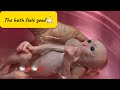 Baby Monkey Relaxing in the Bath with a Pacifier 🛁🐒