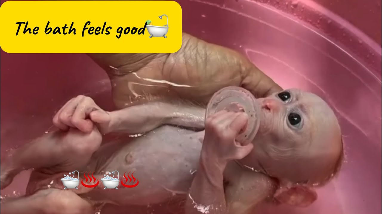 Baby Monkey Relaxing in the Bath with a Pacifier 🛁🐒