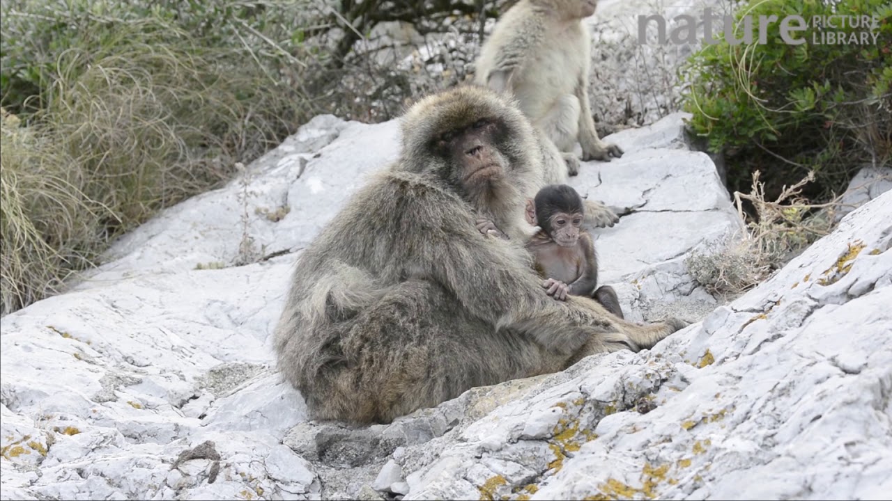 Barbary macaque with baby, Gibraltar, UK, July.