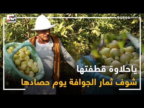 فيديو: موسم حصاد الجوافة: تعرف على موعد وكيفية حصاد ثمار الجوافة