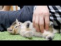 Kitten Kiki fighting sleepiness