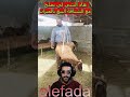 البيع بالميزان هو الحل مع الشناقة في المغرب هاكا خاص يكون بحال مصر