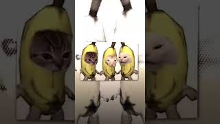 Malu Sama Kucing