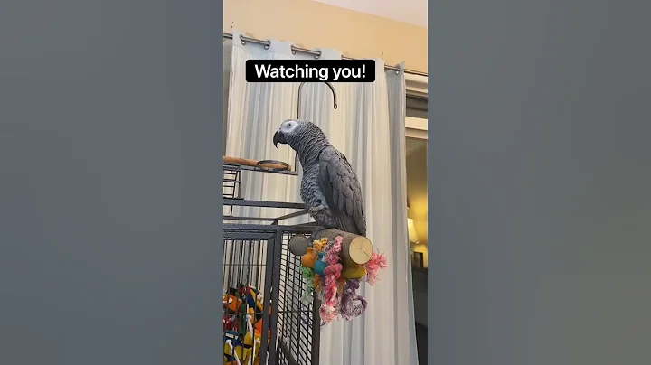 African Grey “Gizmo” thanks his owners for being there ❤️🐦 #africangrey #talkingparrot #shorts - DayDayNews