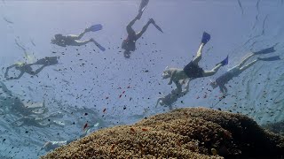 Red Sea Diving Safari | 2020 | The Eco-Diving Adventure