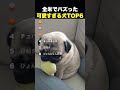 ㊗️20万再生！全米でバズった可愛すぎる犬TOP6
