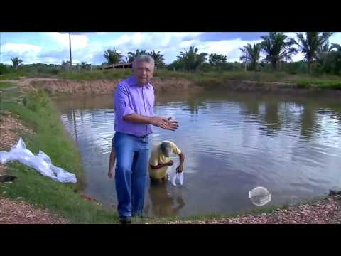Vídeo: Como Criar Peixes
