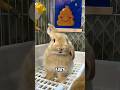 Cute Secrets of Lop-Eared Rabbits 🐇 😍 #shortsfeed #animals #pets #viral #cute #shorts #rabbit #facts