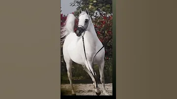 اجمل الخيول البيضاء Horse الخيل خيل العربي الاصيل 