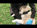 Heartbroken with abandoned loyal dog waiting for owner at the bus station in hope