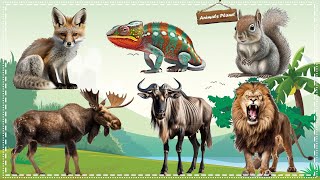 A Fun and Adorable Animal Video: Cat, Chameleon, Squirrel, Moose, Gnu, Lion